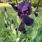 Bed and breakfast Le Clos Du Plantis Sonnac (Charente-Maritime)