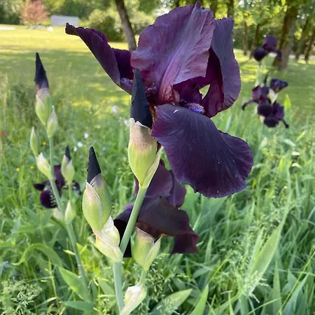 Bed & Breakfast Le Clos Du Plantis Sonnac (Charente-Maritime)