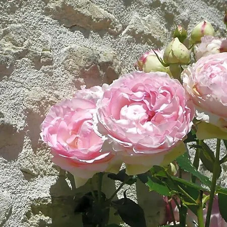 Le Clos Du Plantis 3*