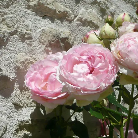 Le Clos Du Plantis Couette-café